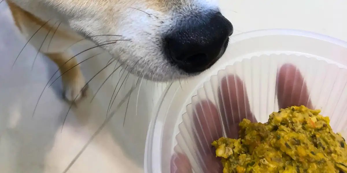 A dog sniffing Pawmeal