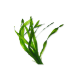 Pawmeal Organic Kelp