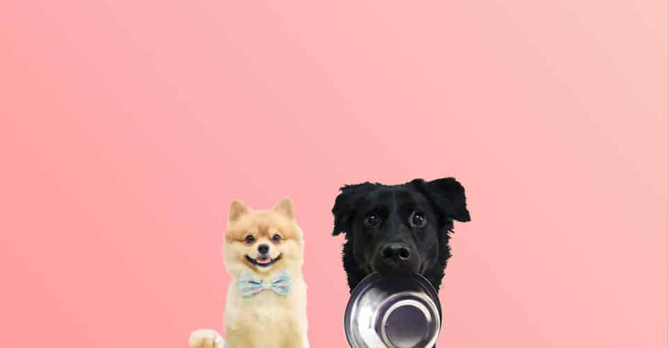 Pawmeal Subscription Plan Fresh Cooked Dog Food