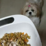 Cookie the Shih Tzu enjoying eating Pawmeal fresh dog food
