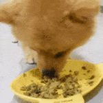 Baby enjoying Pawmeal fresh dog food