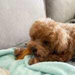 Pawmeal Handcrafted Himalayan Yak Chews for Dogs