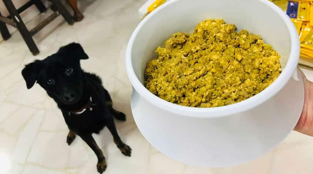 Shira the Singapore Special looking at a bowl of fresh food